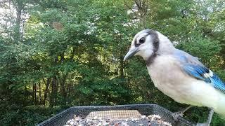 Blue Jays