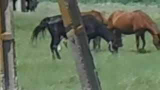 Ukraine - girls and horses at Feodosya - Azov sea