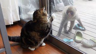 The Japanese macaque was surprised by Maru's meat bun and ran away.