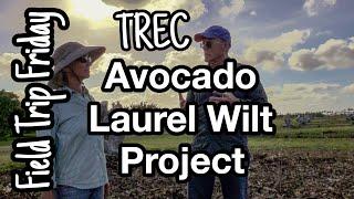 Field Trip Friday- Avocado Laurel Wilt Project at TREC