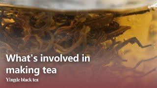 What's involved in making tea? Yingde Back Tea