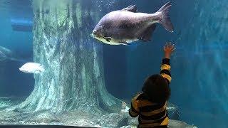 Exciting holiday to Aquaria KLCC Malaysia - There are Sharks, Eels, Stingrays, Turtles and many more