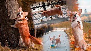 Amazing Double Dog Tricks by Varya and Wendy the corgis