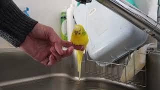 寒中に今年の初水浴びするセキセイインコ、チャッピー　Chappie the budgie bathes for the first time this year in the cold