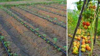 Tanam Tomat di Musim Kemarau: Rahasia Irigasi Tetes yang Efektif