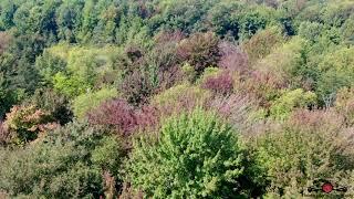 Early Fall! Drone Finds Trees Turning Colors In Aug! 4K Drone Footage