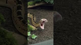 The Ultimate Evolution: Bushmaster Snakes & Their Insane Fangs