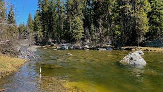 Is this the BEST Creek to Trout Fish?! (Fly Fishing for Rainbow Trout)