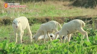 KAMBING KAMBING LUCU PUTIH BERSIH DI KAMPUNG JAWA BARAT