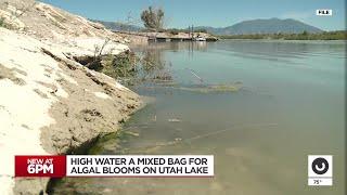 High runoff is both good and bad news for algal blooms on Utah Lake