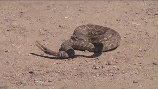 Here's the areas in San Diego County you're most likely to encounter a snake