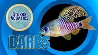 Everything you need to know about Barbs before you buy them for your community tank. Facts & Fables