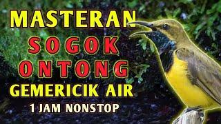 Masteran Suara Burung Sogok Ontong SOGON Dengan Gemericik air untuk Terapi Dan Pancingan