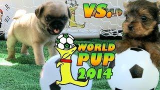 World Pup - Pug Puppies vs. Yorkies