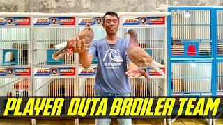 DUTA BROILER TEAM PLAYER MERPATI GIRINGAN B