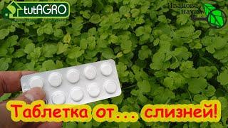 В ОГОРОДЕ СЛИЗНИ, КАК ИЗБАВИТЬСЯ? Не дайте им перезимовать! Этот раствор прогонит слизней прочь!