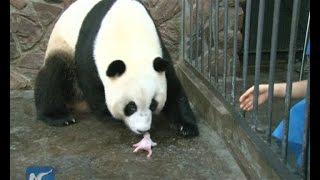 Giant panda cub dies 5 days after birth