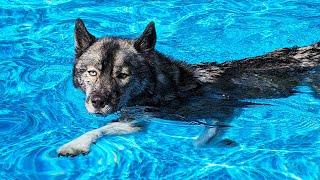 My Husky JUMPS Into the BIG Pool! The Pool is Back!