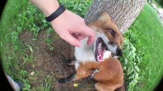 Tiki the fox gets irritated by the hand and bites it angrily