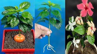 This method of growing a hibiscus plant with cuttings