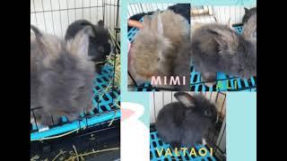 Triplets in The Action - Rabbit