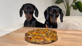 Baking a dog cake with 2 Mini Dachshunds.