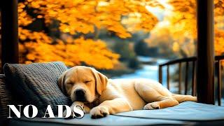 3 HOURS of Dog Calming MusicSerenity Sounds for Nervous DogsReduce Separation Anxiety