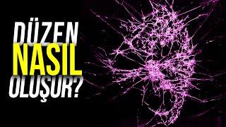 Kaostan Gelen Düzen: Entropi Sürekli Artıyorsa Karmaşık Canlılar Nasıl Evrimleşiyor?