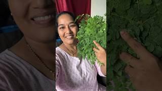 ముంబైలో మునగాకు దొరికిందోచ్ karivepaku Free ga Icharu Veggies in Mumbai #viralvideo