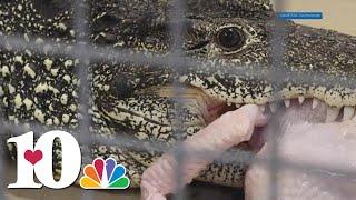 Zoo Knoxville crocodiles enjoy a Thanksgiving treat