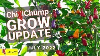 ChilliChump Chilli Update July 2022 (2022e07)