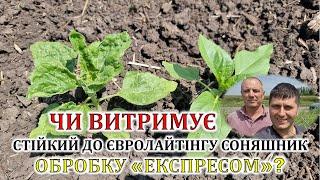 Чи витримує стійкий до "євролайтінгу" соняшник обробку "експресом"?