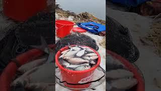 поймали много рыбы #рыбалка #fishing #фидер #fish #рыбалкасбородой