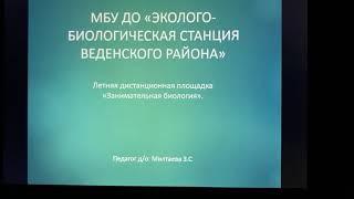 Летняя (дистанционная) онлайн - площадка педагог д/о Милтаева З.С.