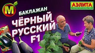   Баклажан за 100 дней – ГИБРИД ЧЕРНЫЙ РУССКИЙ F1