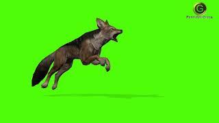 Jackal Green Screen HD