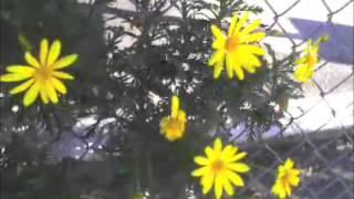 YELLOW FLOWERS