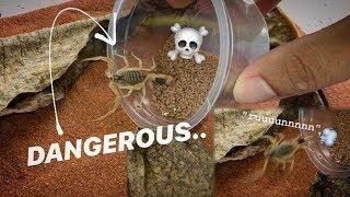 I got a new DEATH STALKER SCORPION !!! ~ One of the most DANGEROUS scorpions !!!
