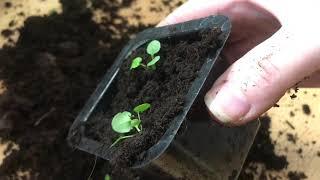 How I transplant small pansy seedlings , growing pansies from seeds