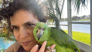 Do Amazon Parrots Make The Best Pets? Even Tho They Are Loud? #parrot_bliss #amazon_parrot #parrot