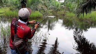 TIDAK DI SANGKA.!! UMPAN INI SANGAT JITU || CASTING GABUS DI SPOT IDAMAN