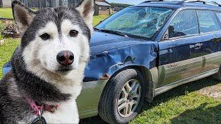 My Husky is SHOCKED at What Happened To Greg's Car??
