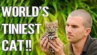 Rusty Spotted Cat : Everything About The World's Smallest Cat !!