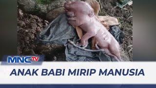 Heboh! Warga Manggarai Barat Geger Anak Babi Mirip Manusia - LIP 21/11