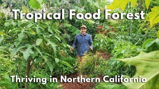 Backyard Tropical Food Forest in Northern California