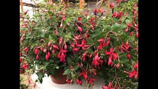 Küpe Çiçeğinin Bakımı, How To Care Fuchsia Plants