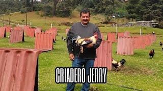 Sr Gerardo - Criadero Jerry