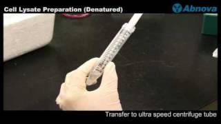 Cell Lysate Preparation (Denatured)