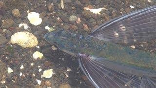 Finding world's saddest flying fish trapped in a small tide pool @ Kanagawa Japan #flyingfish