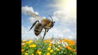  Best Honey Bee Sound Effects with Video!